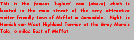 This is the famous ‘lugless’ ram (above) which is located in the main street of the very attractive  visitor friendly town of Moffat in Annandale.  Right, is Hamish our West Highland Terrier at the Grey Mare’s Tale, 6 miles East of Moffat